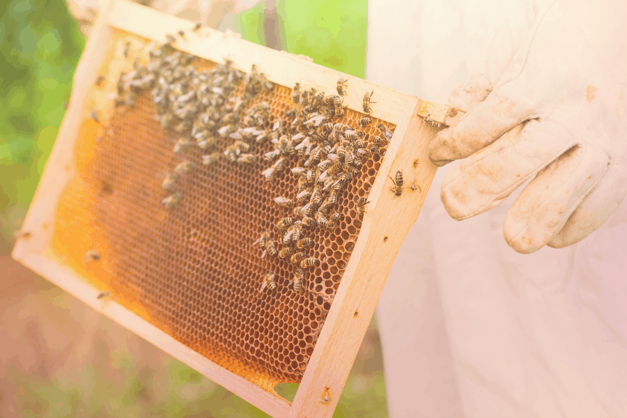 Ladang lebah madu di Cameron Highlands